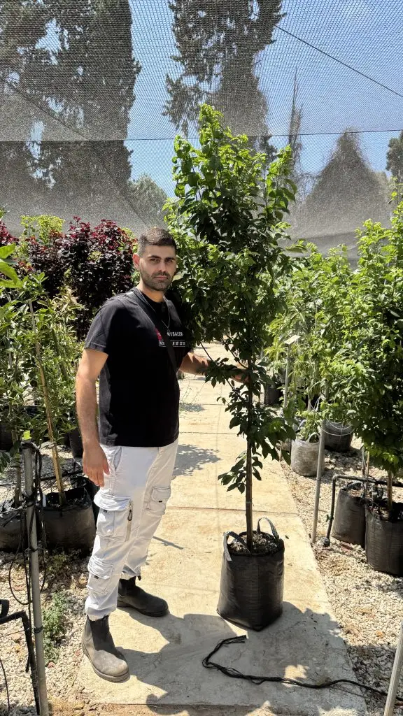 שחר עצים